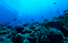 RICOH THETA V: Подводный мир (панорамная съемка 360°)