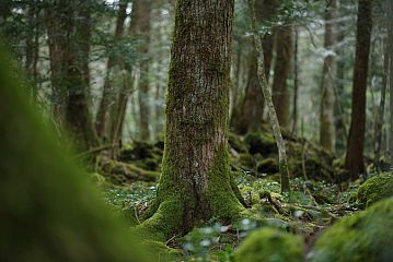 Photo by Kentaro Fukuda