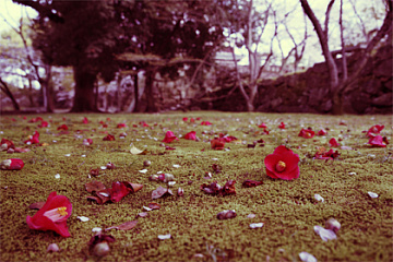 Red tone