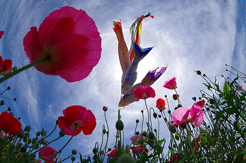 Photo by Takuma Kimura