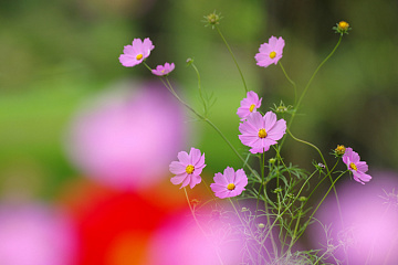 Photo by Yoshiaki Kobayashi