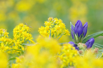 Photo by Yoshiaki Kobayashi