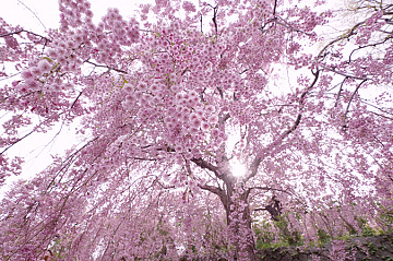 Photo by Yoshiaki Kobayashi