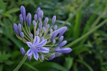 Custom Image：Natural
